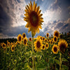 various_images - marketplacetest-4
 - 8