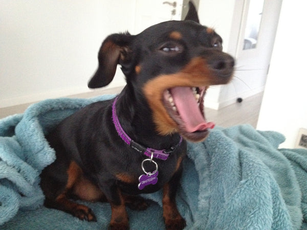 photo of dog - marketplacetest-4
